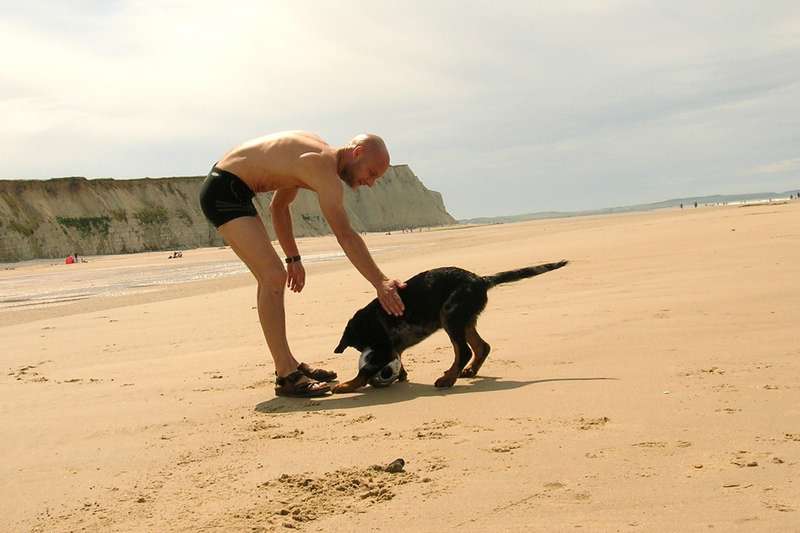 Les Beaucerons Du Fond Des Camps Chiot Beauceron Arlequin